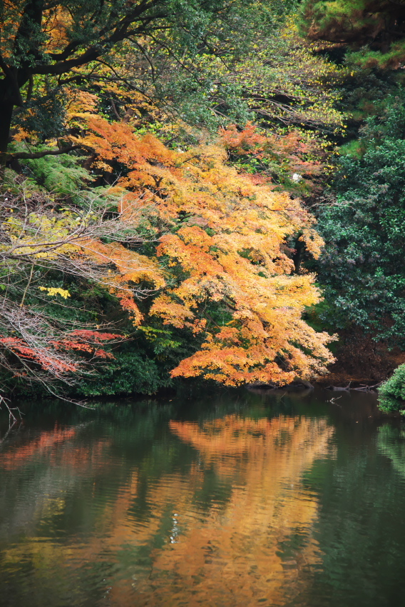 新宿御苑の紅葉1_a0263109_15074010.jpg