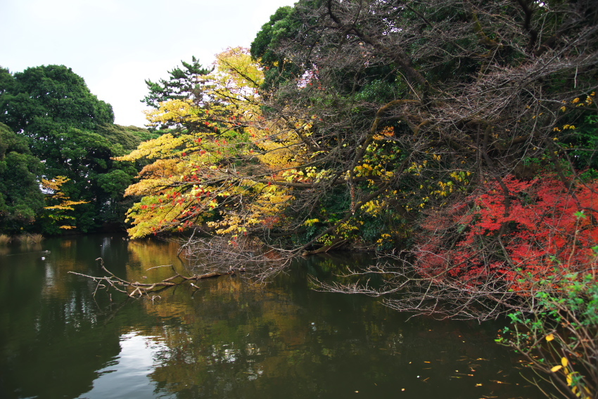 新宿御苑の紅葉1_a0263109_15074019.jpg