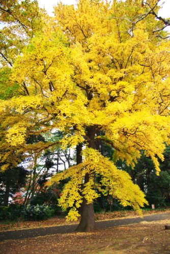 新宿御苑の紅葉1_a0263109_15092405.jpg