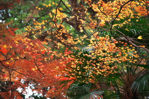 新宿御苑の紅葉1_a0263109_15092459.jpg