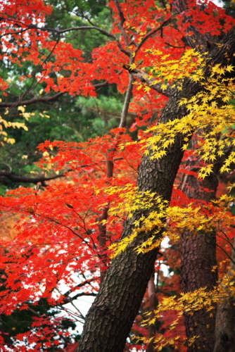 新宿御苑の紅葉1_a0263109_15092460.jpg