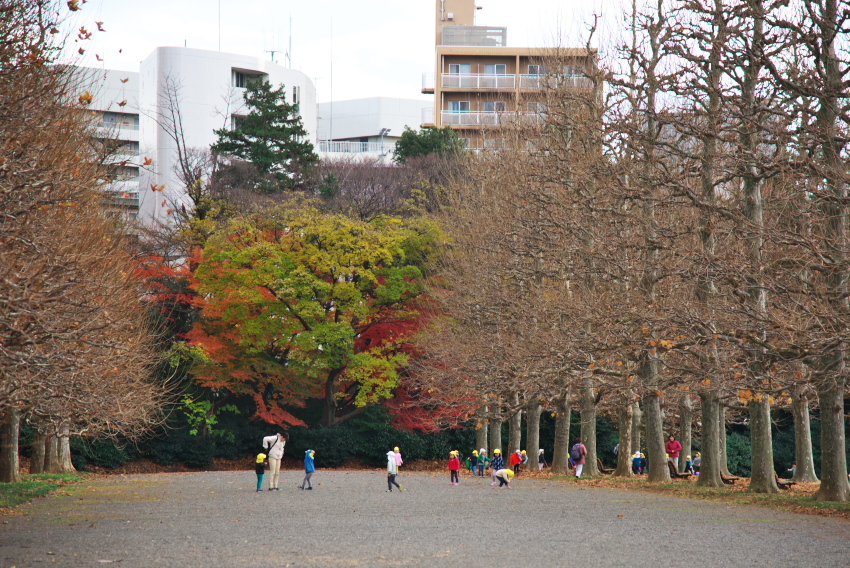 新宿御苑の紅葉1_a0263109_15092510.jpg