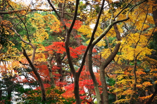 新宿御苑の紅葉1_a0263109_15092642.jpg