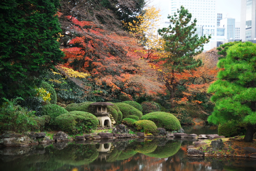 新宿御苑の紅葉5_a0263109_15271737.jpg