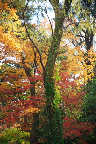新宿御苑の紅葉5_a0263109_15283927.jpg