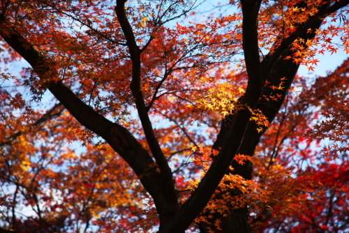 新宿御苑の紅葉5_a0263109_15302285.jpg
