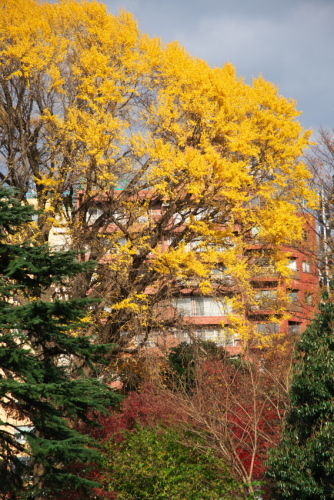 新宿御苑の紅葉5_a0263109_15302417.jpg