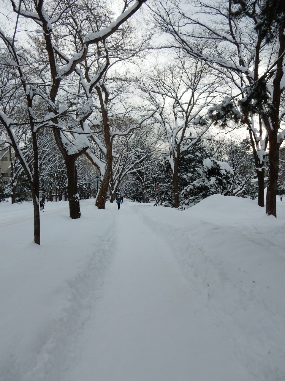 この冬一番の寒さの中深々と雪が降りました_c0025115_20301166.jpg