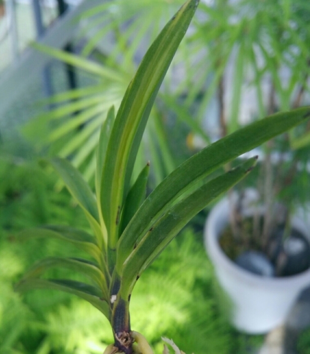 亀谷金牡丹縞 : □ サムライ オーキッド □ 富貴蘭 セレクト