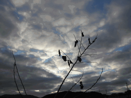 c0136736_11304159.gif