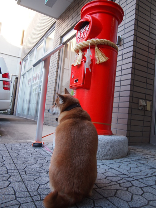 七福神福徳ポスト注連縄バージョンと柴犬　キクちゃん_e0201648_2084452.jpg