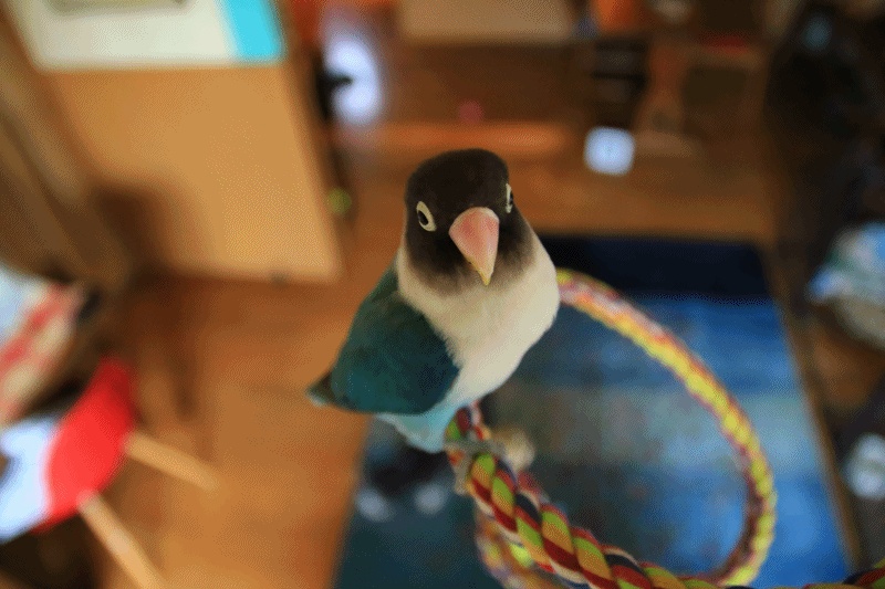 c0145250_10542370.gif