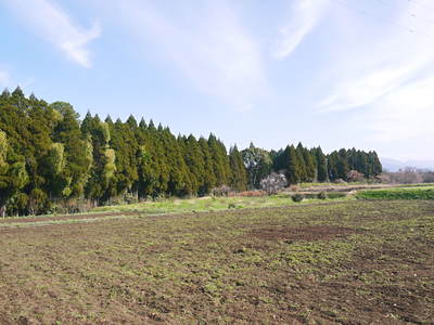 菊池水源里山ニンジン　平成28年度の無農薬・無化学肥料栽培のニンジンの発送をスタートします！_a0254656_17524675.jpg