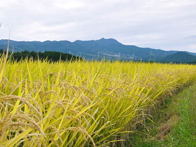 菊池水源里山ニンジン　平成28年度の無農薬・無化学肥料栽培のニンジンの発送をスタートします！_a0254656_18412761.jpg