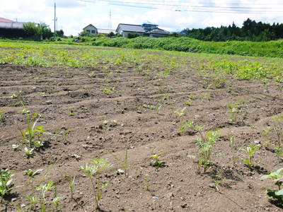 菊池水源里山ニンジン 平成28年度の無農薬・無化学肥料栽培のニンジンの発送をスタートします!_a0254656_18492733.jpg