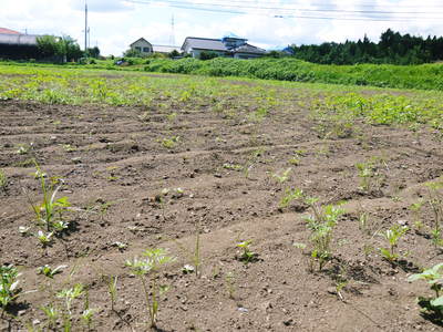 菊池水源里山ニンジン　平成28年度の無農薬・無化学肥料栽培のニンジンの発送をスタートします！_a0254656_18492733.jpg