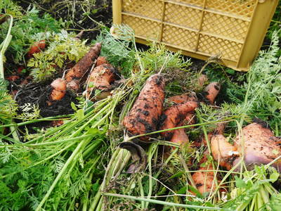 菊池水源里山ニンジン 平成28年度の無農薬・無化学肥料栽培のニンジンの発送をスタートします!_a0254656_1995879.jpg