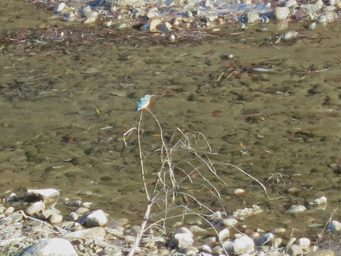 河原の宝石_c0260460_10040810.jpg