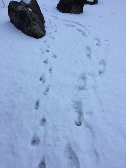 この雪の中、ウォーキング！_c0135361_18271145.jpg