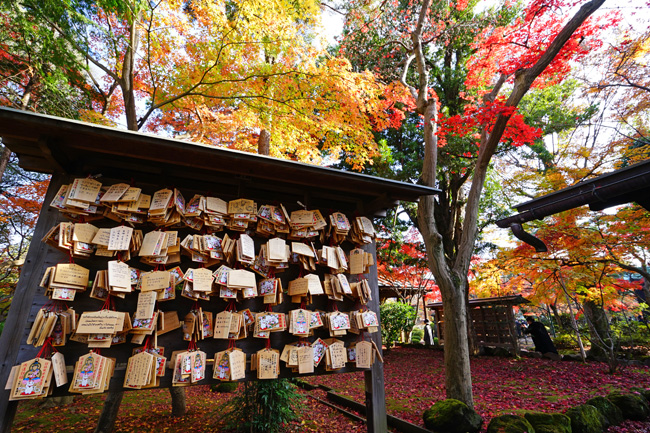 紅葉＠豪徳寺_e0156083_7295257.jpg