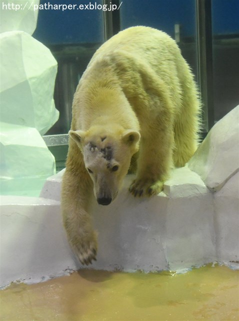 ２０１６年１２月　白浜パンダ見隊　その１　結ちゃん８３日齢_a0052986_7411062.jpg