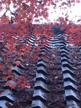 もう少しだけ・・・浄智寺、鎌倉_c0339296_2031210.jpg