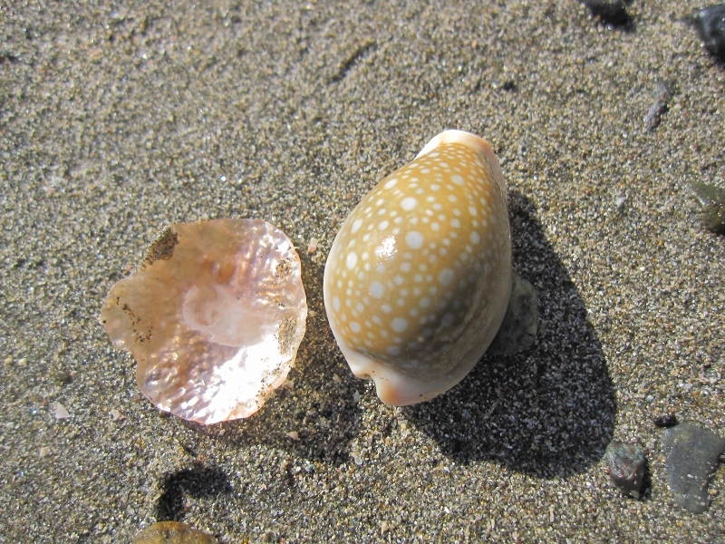 タカラガイに魅せられて【2016年7～12月まとめ】_c0204298_19491809.jpg