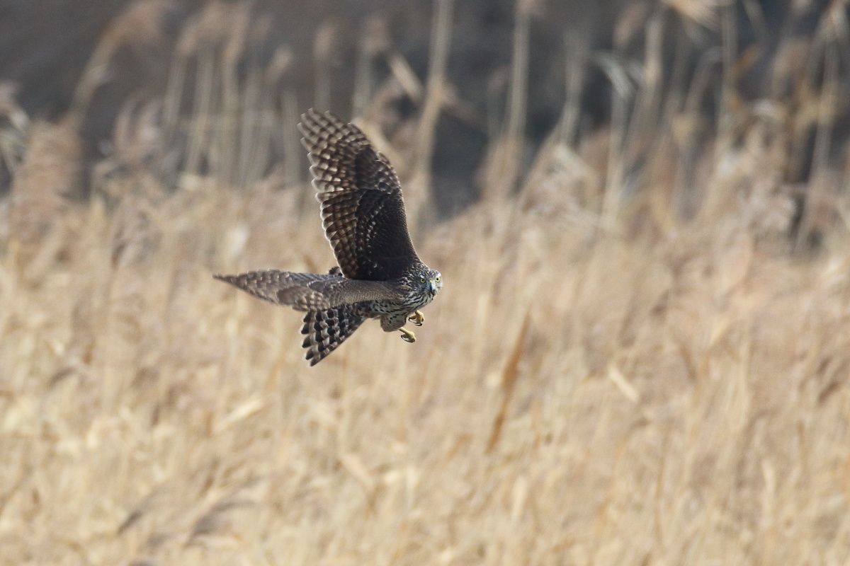 オオタカ　狩場の若鳥_f0369315_10150229.jpg