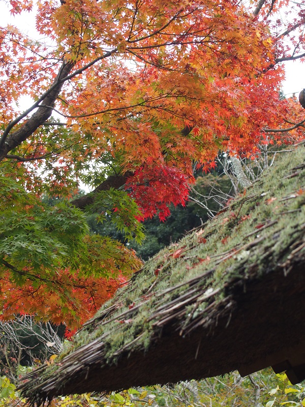 大好きな鎌倉の寺へ 2_b0368629_8303288.jpg