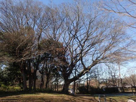 c0353632_15345260.jpg
