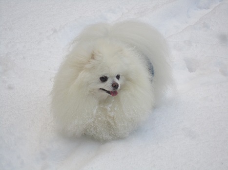 この冬初めての雪あそび_b0177436_11485347.jpg
