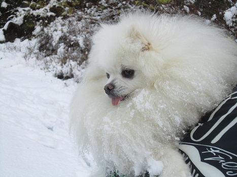この冬初めての雪あそび_b0177436_1159029.jpg
