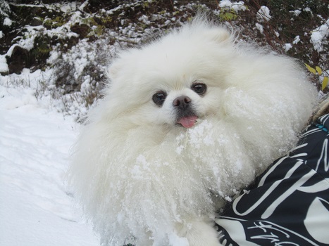 この冬初めての雪あそび_b0177436_1252014.jpg