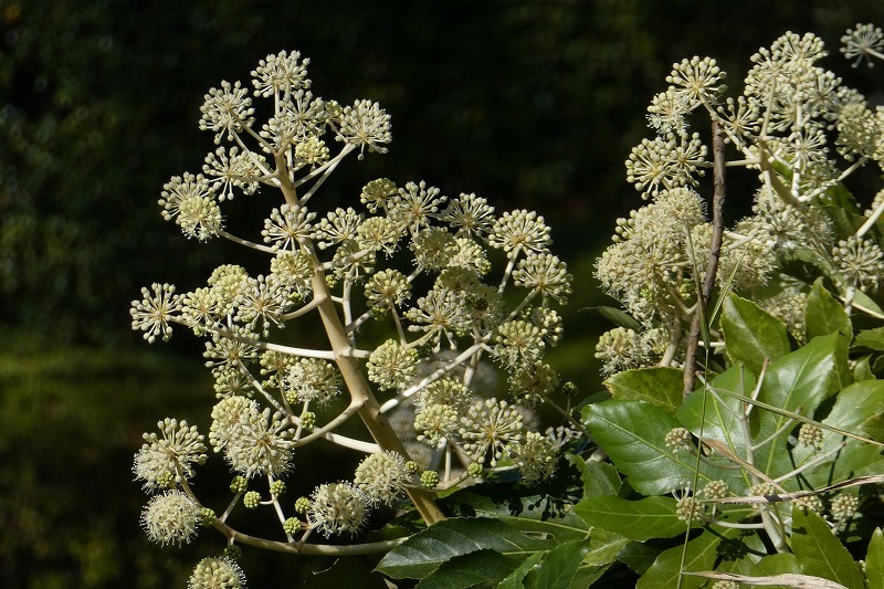 ソシンロウバイの花_b0286737_18024154.jpg