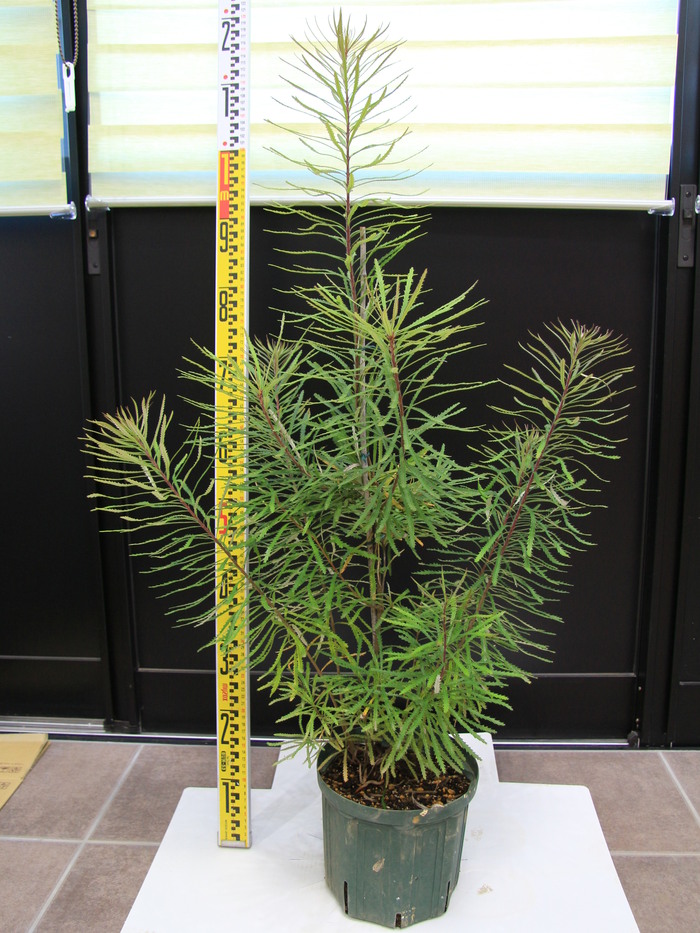 バンクシア ヘアピンバンクシア Banksia Spinulosa 希少 販売 値段 庭木 画像 写真 価格 安行 植木 田中園 Shop Tanakaen Jp Web Magazine