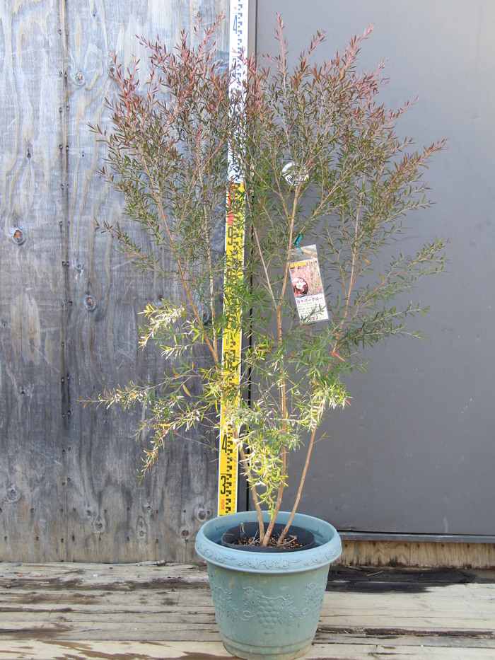 メラレウカ カッパーグロウ 株立ち Melaleuca 'Copper grow' 希少 貴重 販売 画像 写真 価格 値段 安行 : 田中園  -SHOP-｜tanakaen.jp Web Magazine