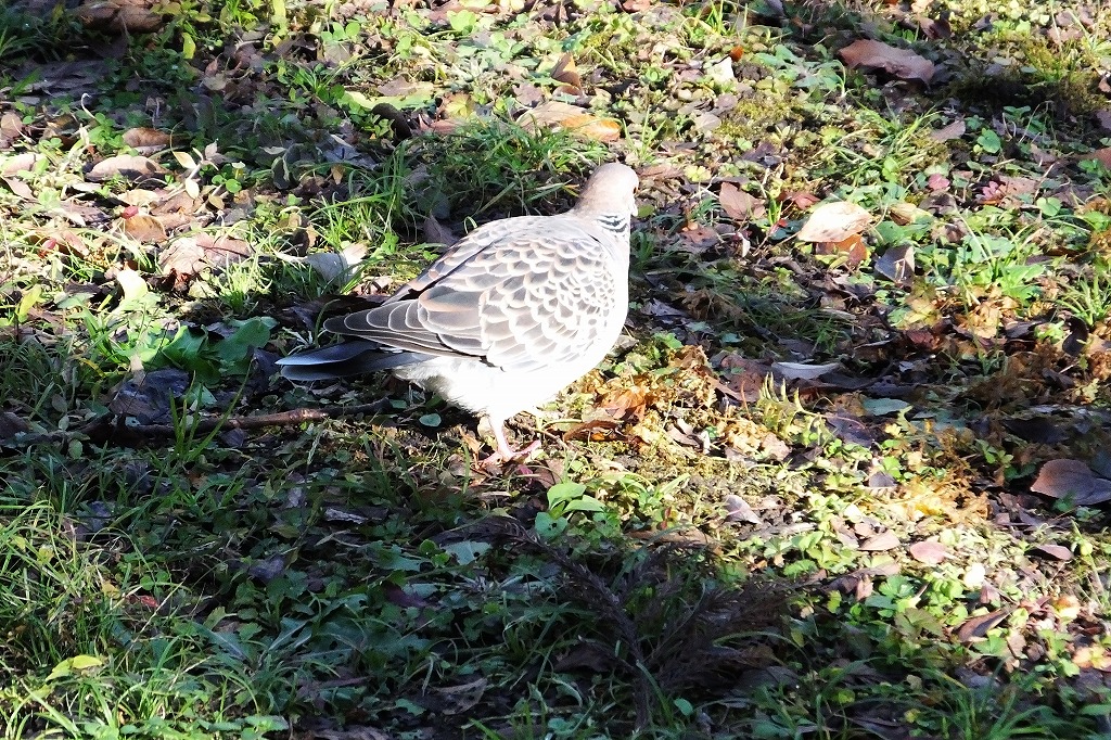 目の前で餌を探すキジバト、他　_b0236251_1122756.jpg