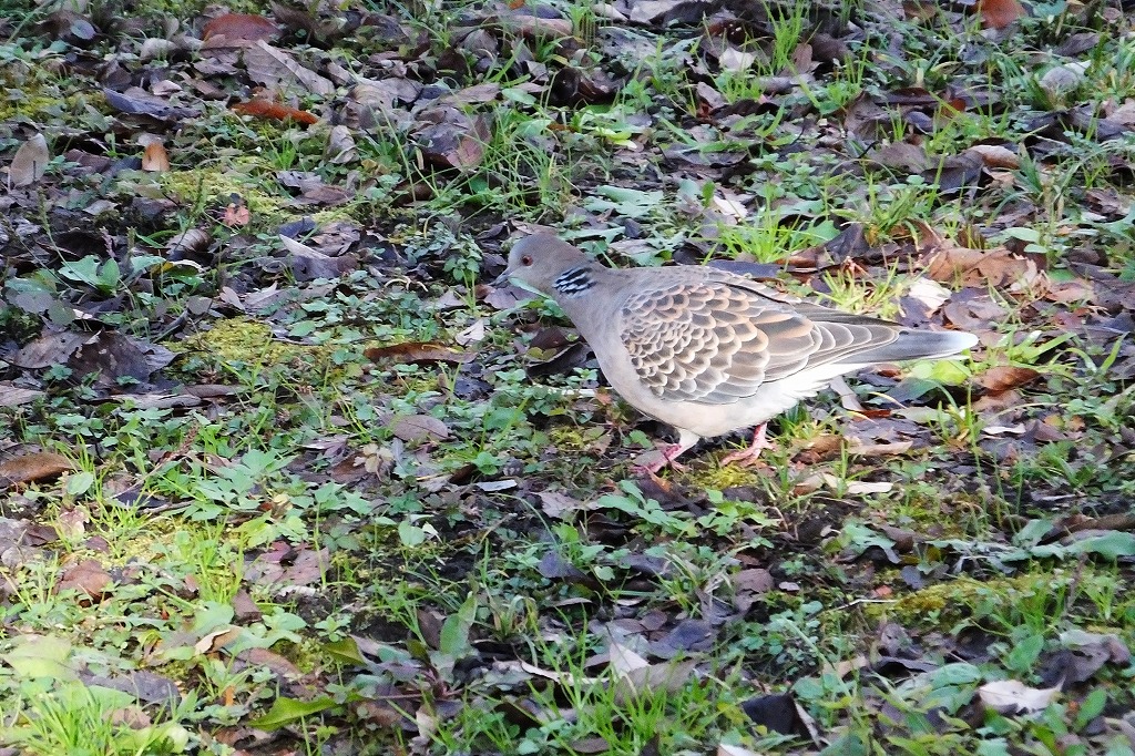 目の前で餌を探すキジバト、他　_b0236251_113259.jpg