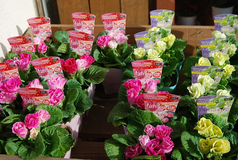 年末の寄せ植えなどご準備はお済ですか?_a0201358_19144641.jpg