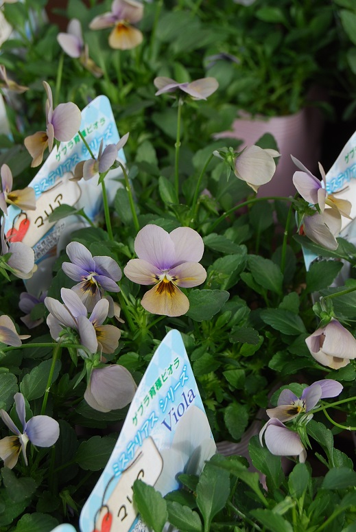 年末の寄せ植えなどご準備はお済ですか?_a0201358_19195180.jpg