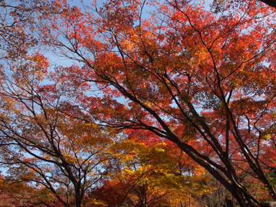 京都の紅葉狩り(7) 宝筐院 (撮影:11月26日) _b0112263_17381968.jpg