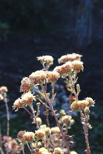 e0170863_00004270.jpg