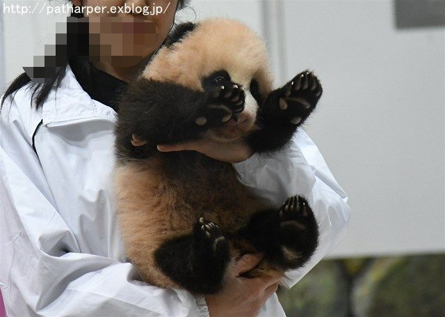 ２０１６年１２月　白浜パンダ見隊　その３　陽ちゃんプチ暴れ_a0052986_22321426.jpg