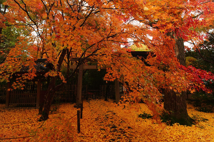 蓮華寺_e0051888_0402916.jpg
