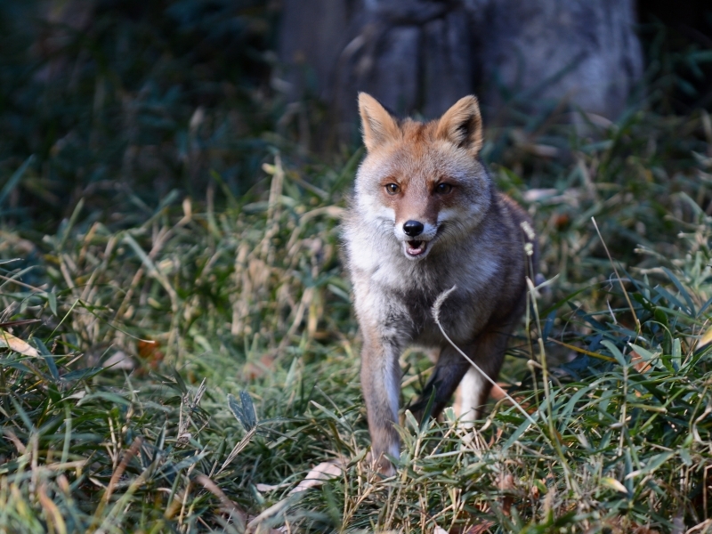 コウシロウ君、細い尻尾_a0164204_09354107.jpg