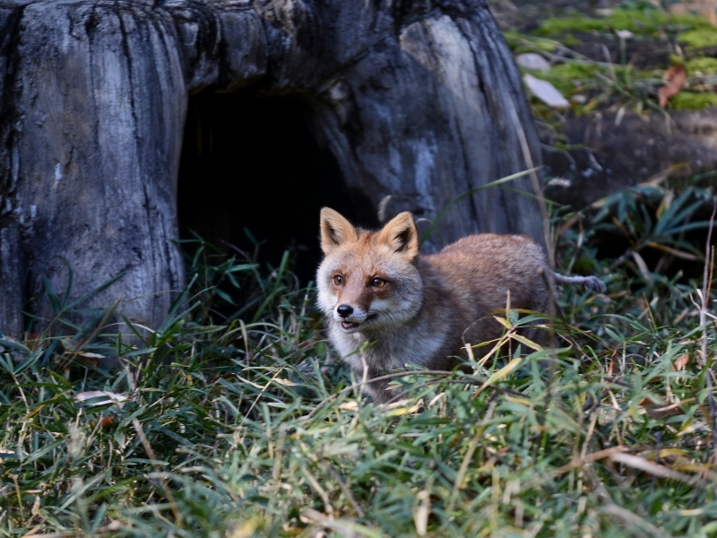 コウシロウ君、細い尻尾_a0164204_09354120.jpg