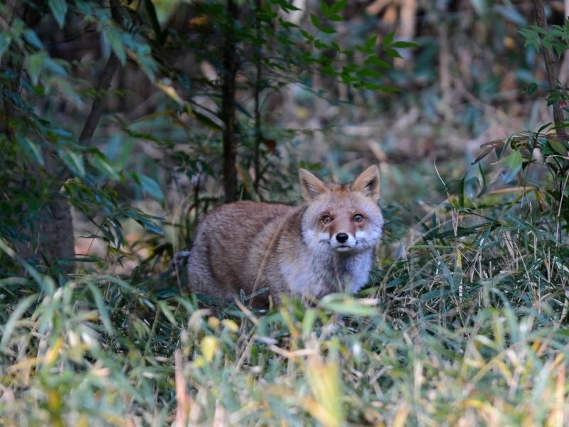 コウシロウ君、細い尻尾_a0164204_09371453.jpg