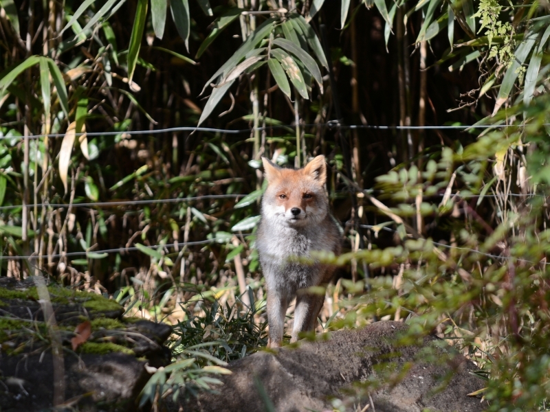 コウシロウ君、細い尻尾_a0164204_09433290.jpg