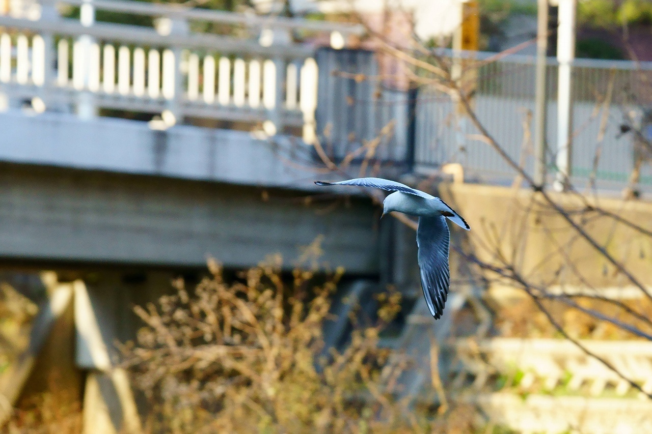 野川の野鳥たち_b0225108_17072086.jpg