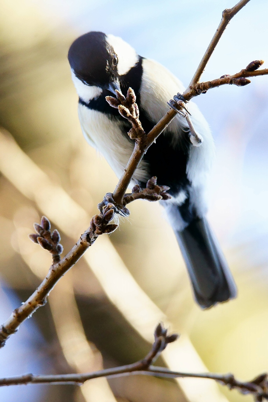 野川の野鳥たち_b0225108_17072329.jpg